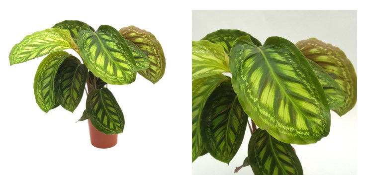 calathea 2