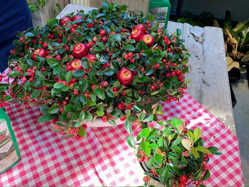 gaultheria 3