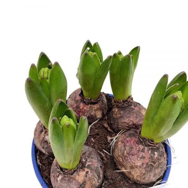 Platou Zambile -Hyacinthus
