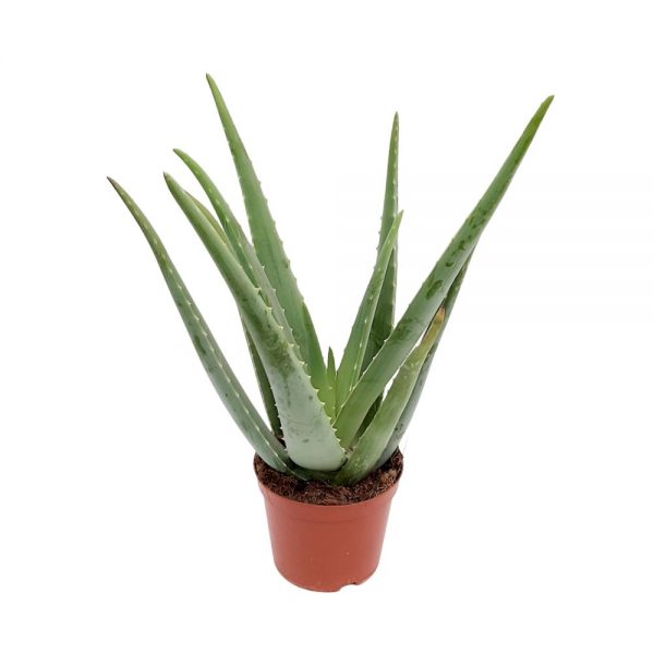 Aloe vera D 14