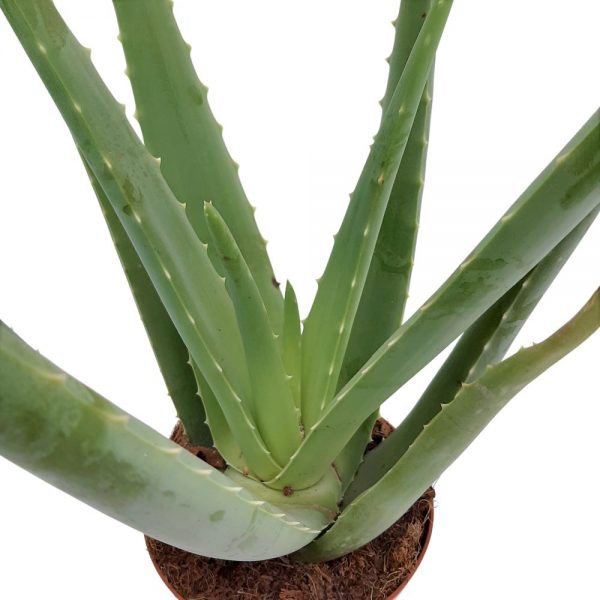 Aloe vera D 14