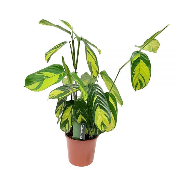 Calathea Cteanthe