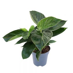 Philodendron Birkin