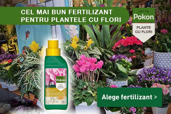 Pokon plante flori banner mobile(1)