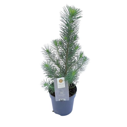 Pinus Pinea mic