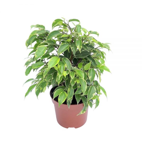 Ficus Benjamin Kinky bicolor