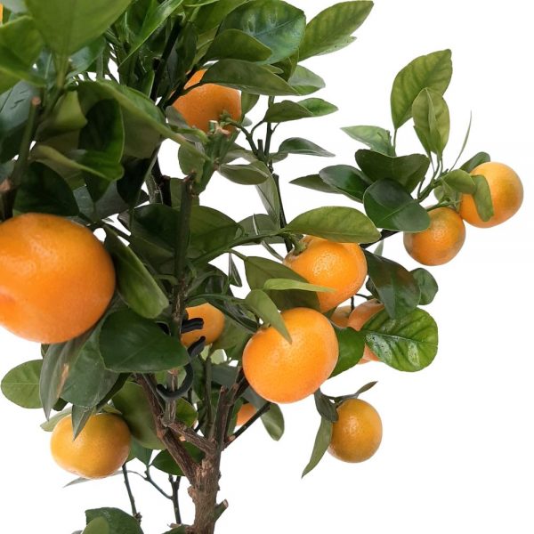 Citrice - Calamondin Grecia