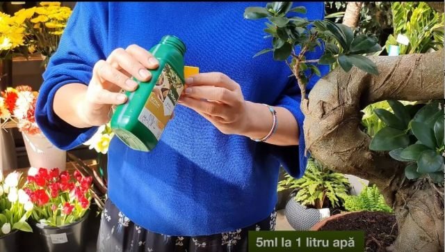 pokon fertilizant lichid bonsai (2) (1)