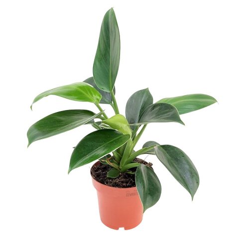 Philodendron Green Princess