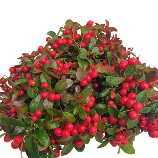 Gaultheria Procumbens