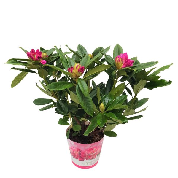 Rhododendron de Gradina D 16