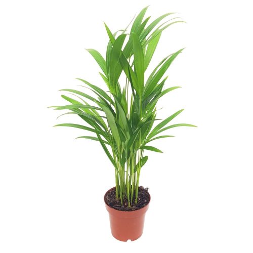 Chrysalidocarpus - Areca D 12