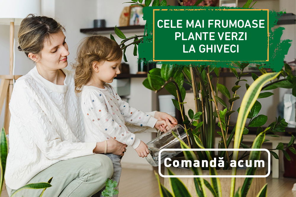 FLORARIA TRIAS PLANTE VERZI banner_mobile