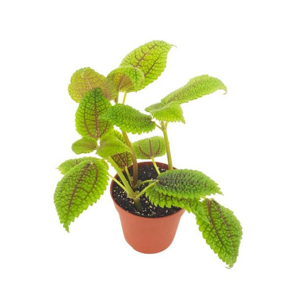 Pilea Alumi