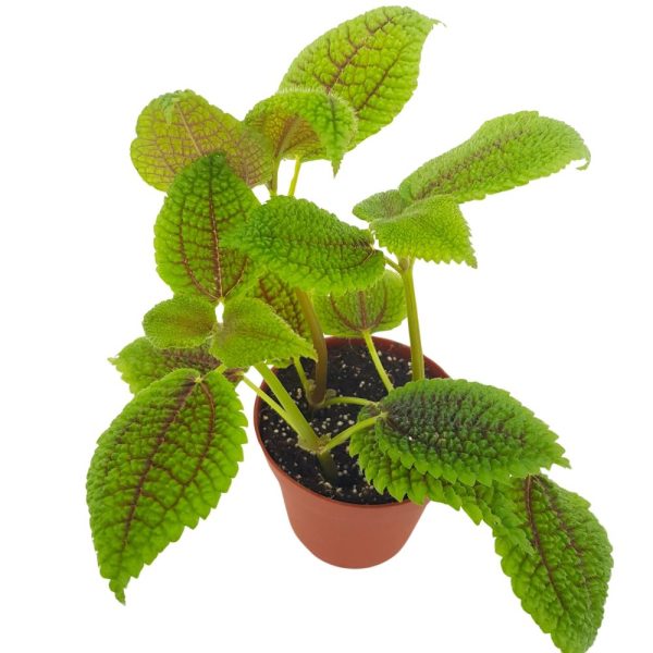 Pilea Alumi