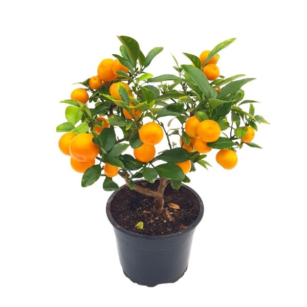 Citrice - Calamondin Grecia D15