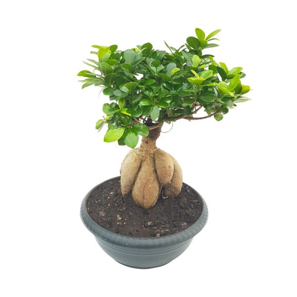 Bonsai Ficus Ginseng D30