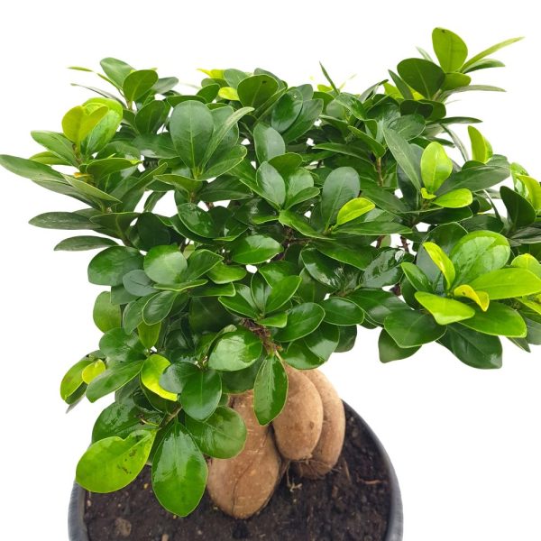 Bonsai Ficus Ginseng D30