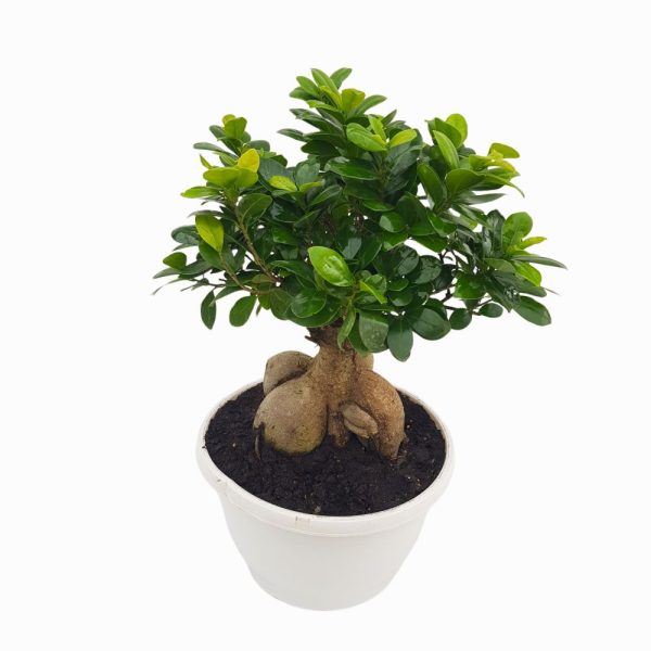 Bonsai Ficus Ginseng D257