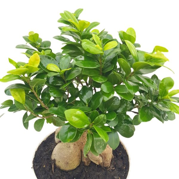 Bonsai Ficus Ginseng D25