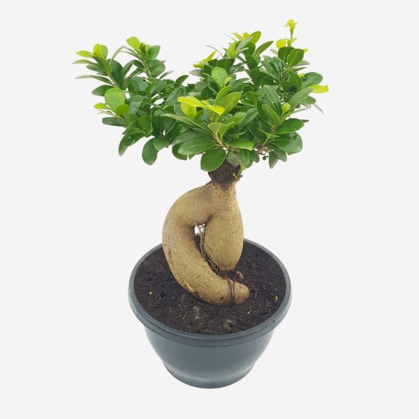 Bonsai Ficus Ginseng D23