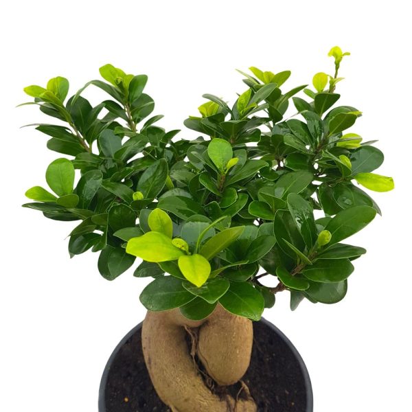 Bonsai Ficus Ginseng D23