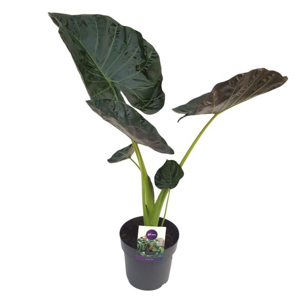 Alocasia Dark Regla Shields