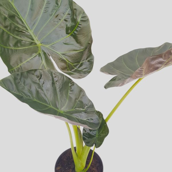 Alocasia Dark Regla Shields