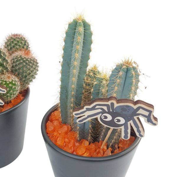 Cactus -Ghiveci Ceramic