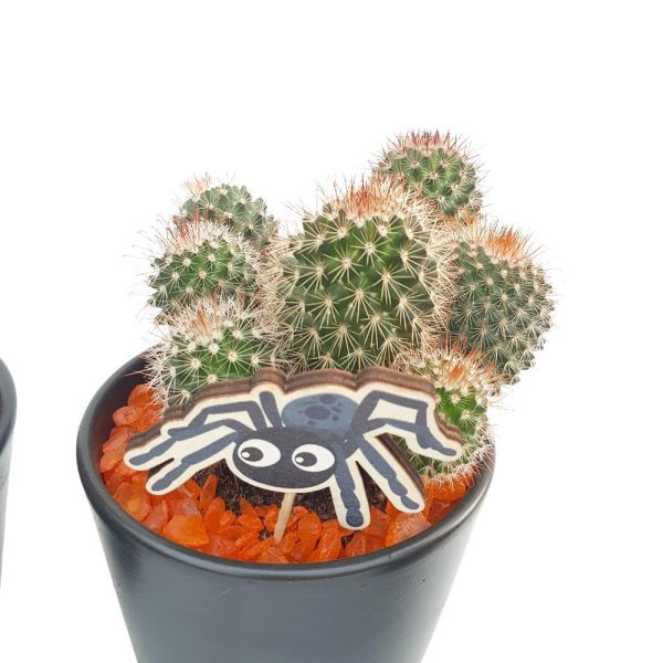 Cactus -Ghiveci Ceramic