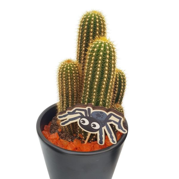 Cactus -Ghiveci Ceramic