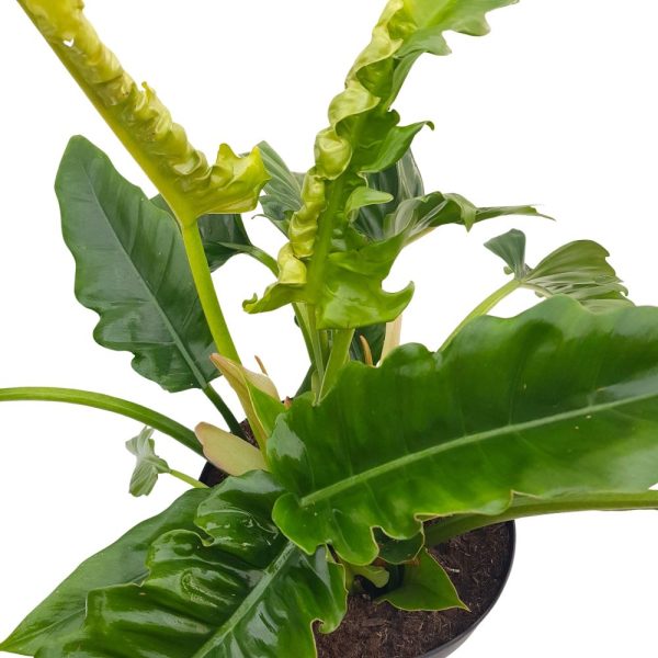 Philodendron Narrow Escape