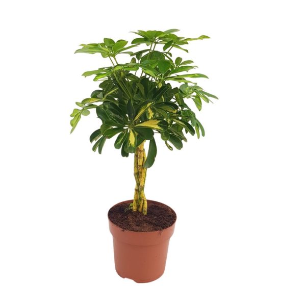 Schefflera impletita