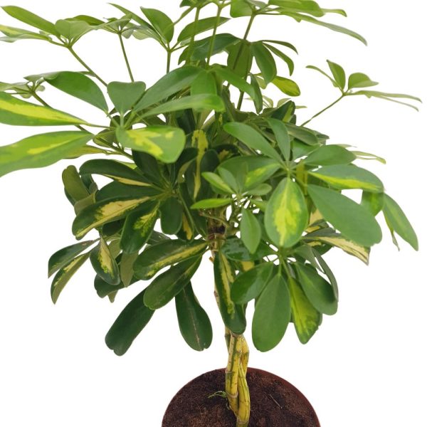 Schefflera impletita