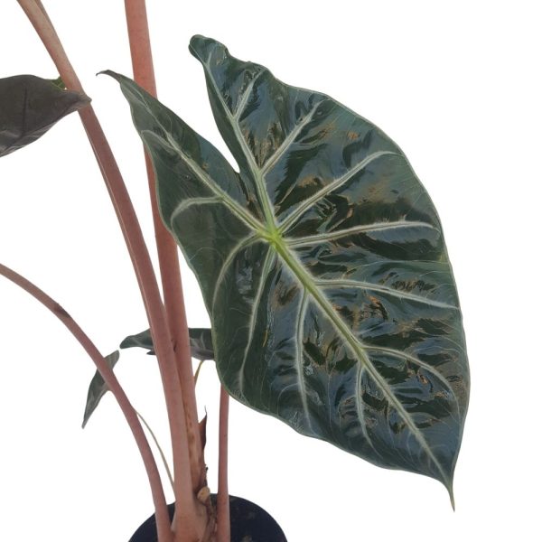 Alocasia pink dragon