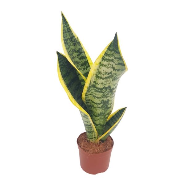 Sansevieria Laurentii bicolor D 9