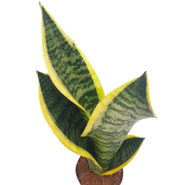 Sansevieria Laurentii bicolor D 9