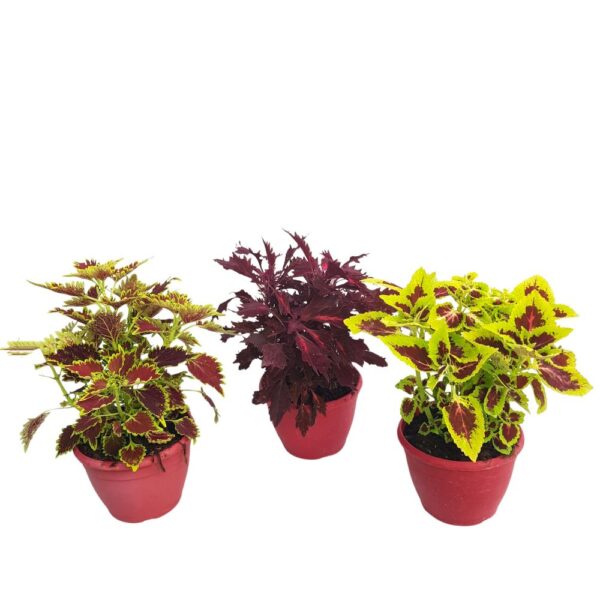 Coleus - Urzicuta Bol