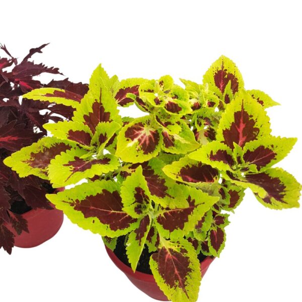 Coleus - Urzicuta Bol