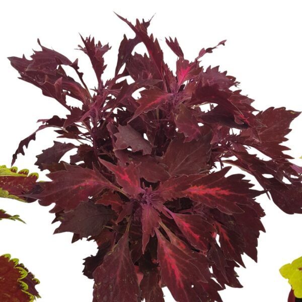 Coleus - Urzicuta Bol