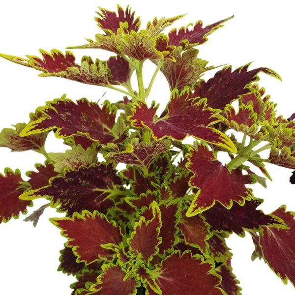 Coleus - Urzicuta Bol