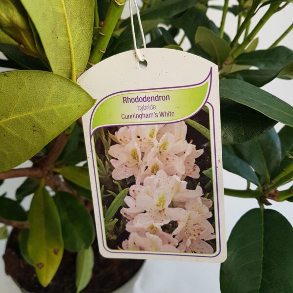 Rhododendron de Gradina D23