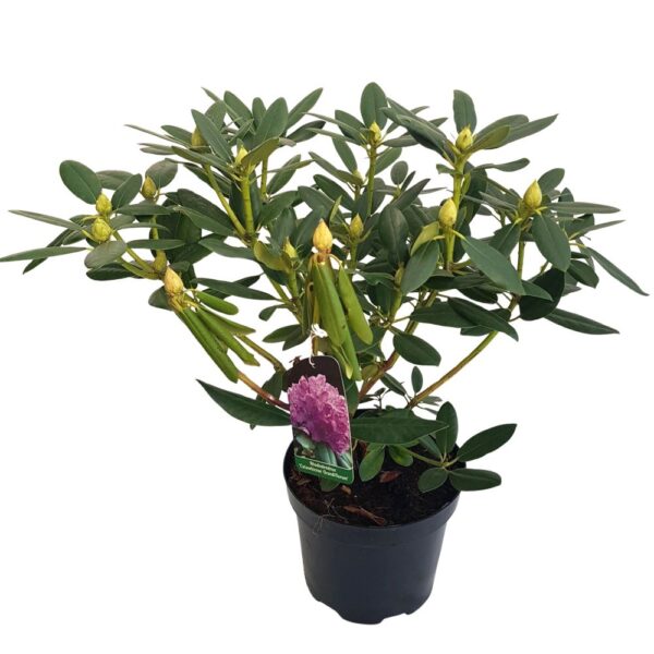 Rhododendron de Gradina D23