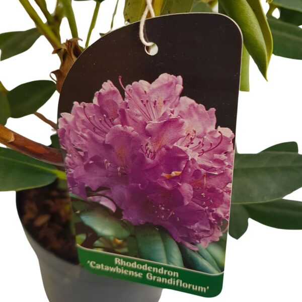 Rhododendron de Gradina D23