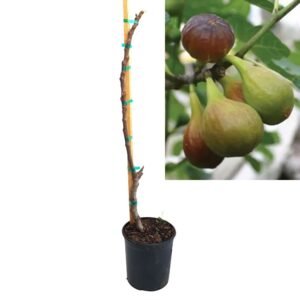 Smochin Ficus Carica Grecia