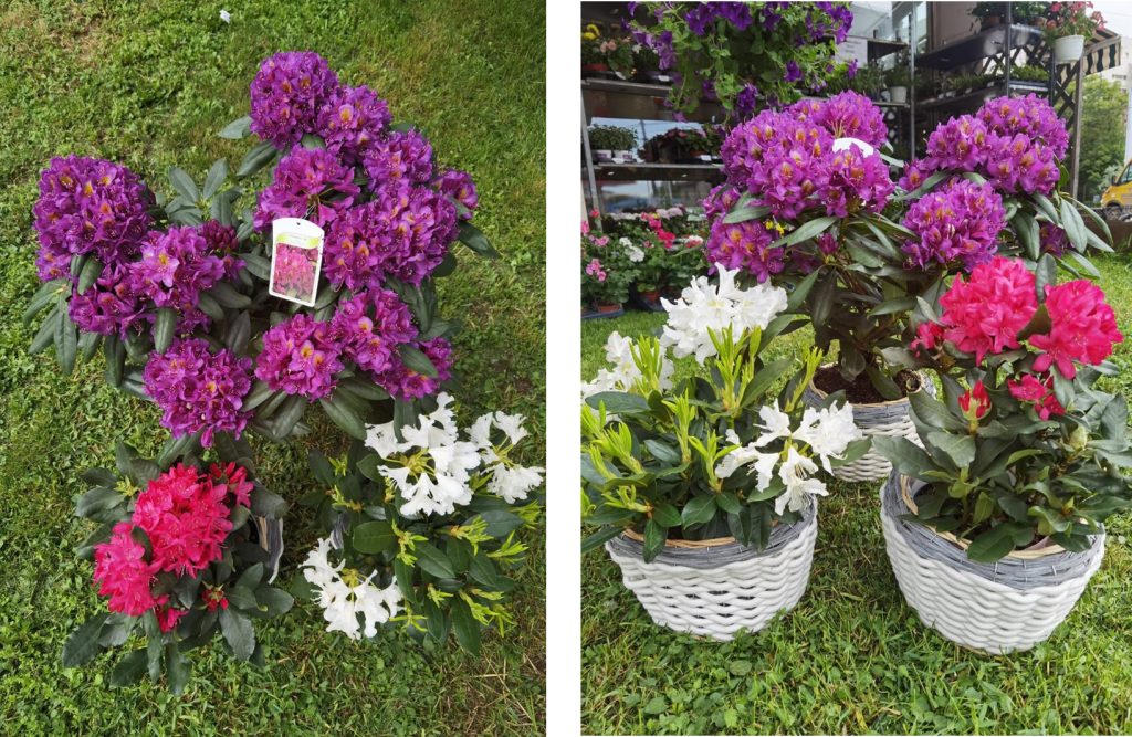 RHODODENDRON / AZALEEA DE GRADINA – O BIJUTERIE BOTANICA.