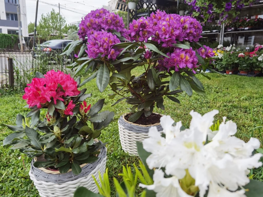 RHODODENDRON / AZALEEA DE GRADINA – O BIJUTERIE BOTANICA.