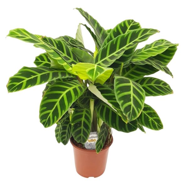 Calathea Zebrina D19