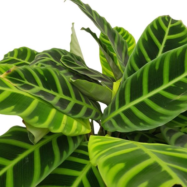 Calathea Zebrina D19