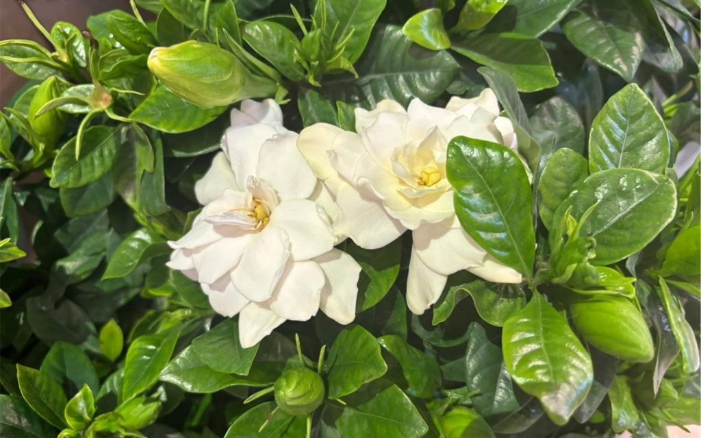 GARDENIA, FLOAREA FRUMOASA SI PARFUMATA.